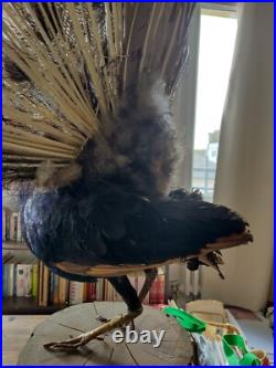 Paon empaillé en roue 230 cm Taxidermie ancienne Antique Taxidermy Peacock