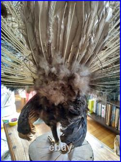 Paon empaillé en roue 230 cm Taxidermie ancienne Antique Taxidermy Peacock