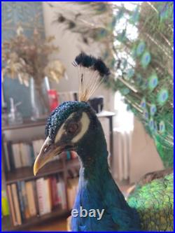 Paon empaillé en roue 230 cm Taxidermie ancienne Antique Taxidermy Peacock