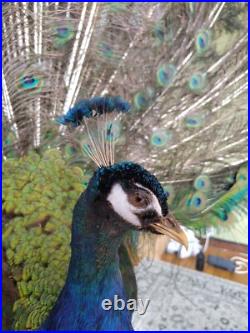 Paon empaillé en roue 230 cm Taxidermie ancienne Antique Taxidermy Peacock