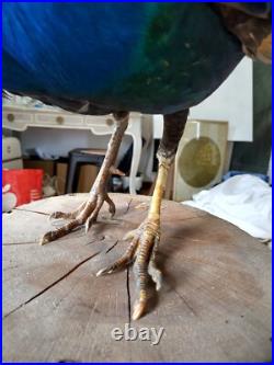 Paon empaillé en roue 230 cm Taxidermie ancienne Antique Taxidermy Peacock