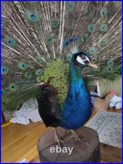 Paon empaillé en roue 230 cm Taxidermie ancienne Antique Taxidermy Peacock