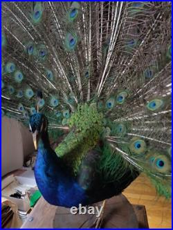 Paon empaillé en roue 230 cm Taxidermie ancienne Antique Taxidermy Peacock