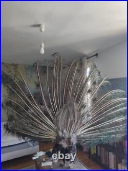Paon empaillé en roue 230 cm Taxidermie ancienne Antique Taxidermy Peacock