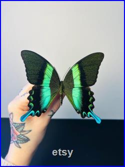 Papilio Blumei Papillon vert émeraude naturalisé Spécimen d Indonésie pour cabinet de curiosités Curiosité entomologique exotique