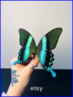 Papilio Blumei Papillon vert émeraude naturalisé Spécimen d Indonésie pour cabinet de curiosités Curiosité entomologique exotique