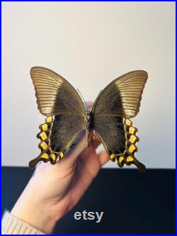Papilio Blumei Papillon vert émeraude naturalisé Spécimen d Indonésie pour cabinet de curiosités Curiosité entomologique exotique