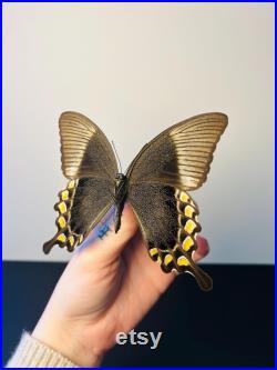 Papilio Blumei Papillon vert émeraude naturalisé Spécimen d Indonésie pour cabinet de curiosités Curiosité entomologique exotique