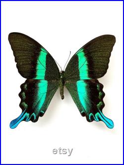 Papilio Blumei Papillon vert émeraude naturalisé Spécimen d Indonésie pour cabinet de curiosités Curiosité entomologique exotique