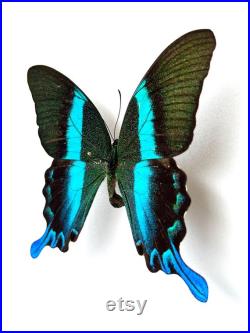 Papilio Blumei Papillon vert émeraude naturalisé Spécimen d Indonésie pour cabinet de curiosités Curiosité entomologique exotique