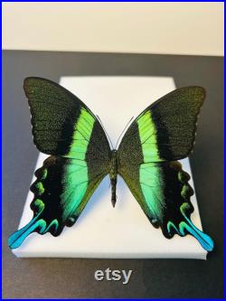 Papilio Blumei Papillon vert émeraude naturalisé Spécimen d Indonésie pour cabinet de curiosités Curiosité entomologique exotique