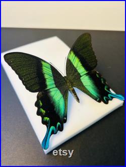 Papilio Blumei Papillon vert émeraude naturalisé Spécimen d Indonésie pour cabinet de curiosités Curiosité entomologique exotique