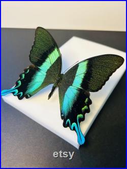 Papilio Blumei Papillon vert émeraude naturalisé Spécimen d Indonésie pour cabinet de curiosités Curiosité entomologique exotique
