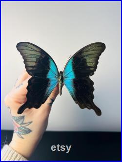 Papilio Peranthus Grand papillon vert émeraude naturalisé Spécimen tropical rare d Indonésie pour cabinet de curiosités et collection