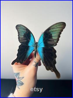 Papilio Peranthus Grand papillon vert émeraude naturalisé Spécimen tropical rare d Indonésie pour cabinet de curiosités et collection