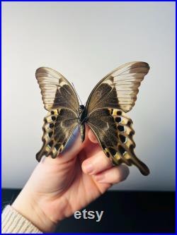 Papilio Peranthus Grand papillon vert émeraude naturalisé Spécimen tropical rare d Indonésie pour cabinet de curiosités et collection