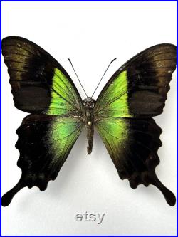Papilio Peranthus Grand papillon vert émeraude naturalisé Spécimen tropical rare d Indonésie pour cabinet de curiosités et collection