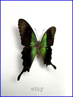 Papilio Peranthus Grand papillon vert émeraude naturalisé Spécimen tropical rare d Indonésie pour cabinet de curiosités et collection