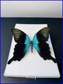 Papilio Peranthus Grand papillon vert émeraude naturalisé Spécimen tropical rare d Indonésie pour cabinet de curiosités et collection
