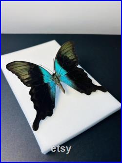 Papilio Peranthus Grand papillon vert émeraude naturalisé Spécimen tropical rare d Indonésie pour cabinet de curiosités et collection