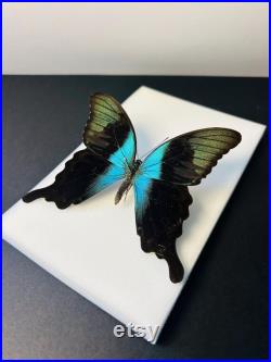 Papilio Peranthus Grand papillon vert émeraude naturalisé Spécimen tropical rare d Indonésie pour cabinet de curiosités et collection