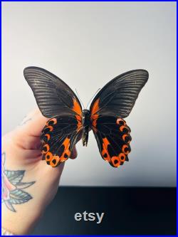 Papilio Rumanzovia Grand papillon noir et rouge naturalisé Spécimen tropical rare d Asie pour cabinet de curiosités et collection
