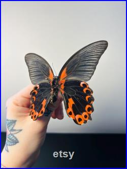 Papilio Rumanzovia Grand papillon noir et rouge naturalisé Spécimen tropical rare d Asie pour cabinet de curiosités et collection