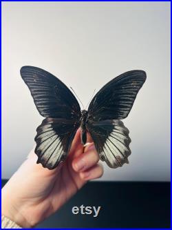 Papilio Rumanzovia Grand papillon noir et rouge naturalisé Spécimen tropical rare d Asie pour cabinet de curiosités et collection