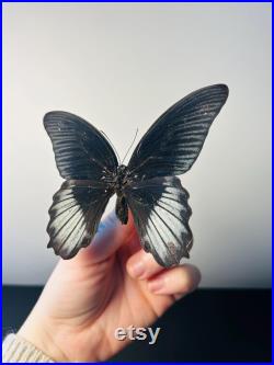 Papilio Rumanzovia Grand papillon noir et rouge naturalisé Spécimen tropical rare d Asie pour cabinet de curiosités et collection
