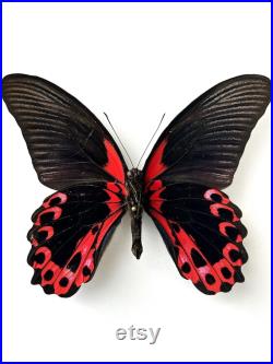 Papilio Rumanzovia Grand papillon noir et rouge naturalisé Spécimen tropical rare d Asie pour cabinet de curiosités et collection