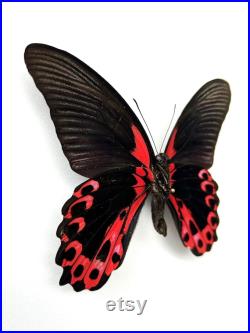 Papilio Rumanzovia Grand papillon noir et rouge naturalisé Spécimen tropical rare d Asie pour cabinet de curiosités et collection
