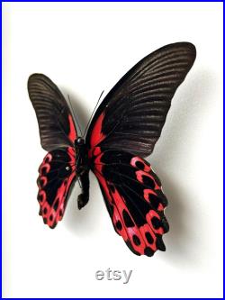 Papilio Rumanzovia Grand papillon noir et rouge naturalisé Spécimen tropical rare d Asie pour cabinet de curiosités et collection