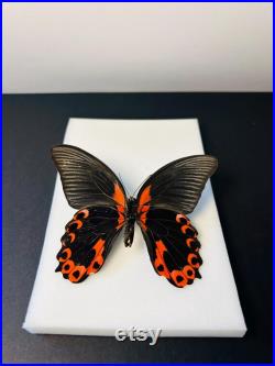Papilio Rumanzovia Grand papillon noir et rouge naturalisé Spécimen tropical rare d Asie pour cabinet de curiosités et collection