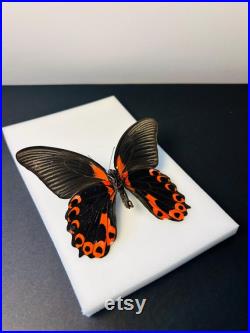 Papilio Rumanzovia Grand papillon noir et rouge naturalisé Spécimen tropical rare d Asie pour cabinet de curiosités et collection