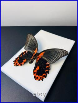 Papilio Rumanzovia Grand papillon noir et rouge naturalisé Spécimen tropical rare d Asie pour cabinet de curiosités et collection