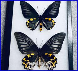 Papillon Birdwing de Rippon, Troides hypolitus, Couple mâle et femelle, Monté et encadré dans un boîtier de monture Riker