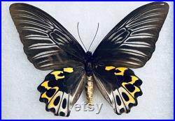 Papillon Birdwing de Rippon, Troides hypolitus, Couple mâle et femelle, Monté et encadré dans un boîtier de monture Riker