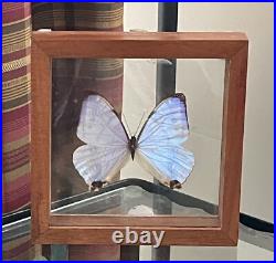 Papillon De Taxidermie Morpho Sulkowski En Nacre
