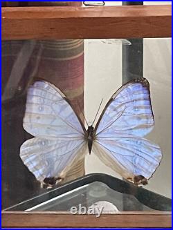 Papillon De Taxidermie Morpho Sulkowski En Nacre