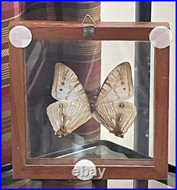 Papillon De Taxidermie Morpho Sulkowski En Nacre