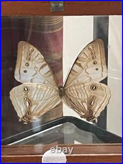 Papillon De Taxidermie Morpho Sulkowski En Nacre