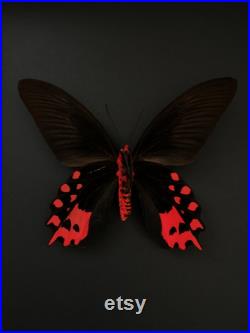 Papillon Exotique Atrophaneura Semperi appelé Papillon Vampire naturalisé sous cadre en bois laqué noir Entomologie-Butterfly-Lepidoptera