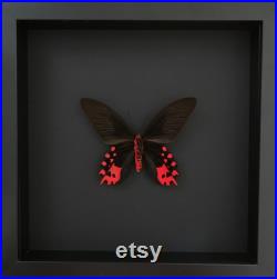 Papillon Exotique Atrophaneura Semperi appelé Papillon Vampire naturalisé sous cadre en bois laqué noir Entomologie-Butterfly-Lepidoptera