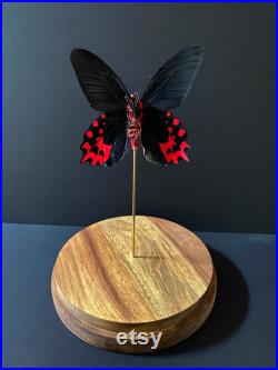 Papillon Exotique Atrophaneura Semperi appelé Papillon Vampire naturalisé sous globe Contemporain-Cabinet Curiosité-Cloche verre-Entomologie