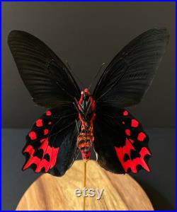 Papillon Exotique Atrophaneura Semperi appelé Papillon Vampire naturalisé sous globe Contemporain-Cabinet Curiosité-Cloche verre-Entomologie