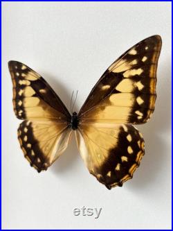 Papillon Morpho Cypris Femelle Colombie pour taxidermie entomologie et curiosités