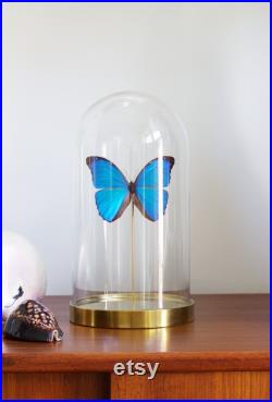 Papillon Morpho Menelaus de Guyane sous globe Luxe socle métal doré -Cabinet de Curiosités-Cloche verre Naturalisé- Entomologie-Décoration