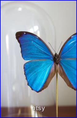 Papillon Morpho Menelaus de Guyane sous globe Luxe socle métal doré -Cabinet de Curiosités-Cloche verre Naturalisé- Entomologie-Décoration