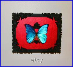 Papillon Morpho bleu