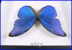 Papillon Morpho naturalisé Morpho didius (Insecte, entomologie, taxidermie)